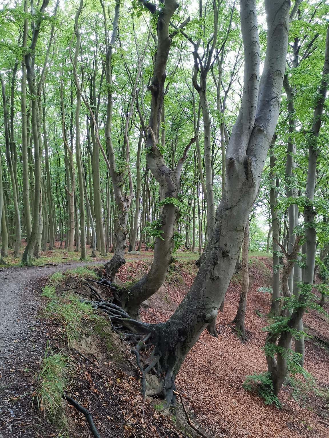 Märchenwald auf Rügens Nordwest-Halbinsel Wittow